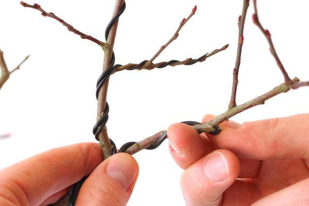 看我如何用电线来蟠扎盆景的12个步骤