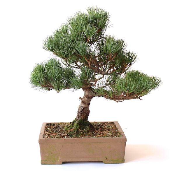 看我如何用电线来蟠扎盆景的12个步骤