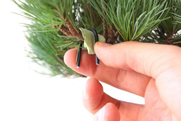 看我如何用电线来蟠扎盆景的12个步骤