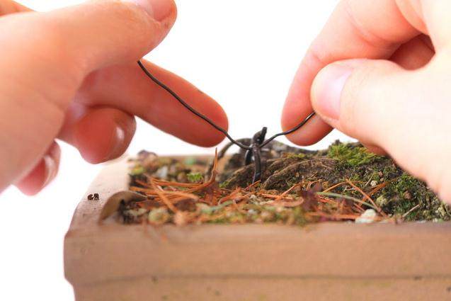 看我如何用电线来蟠扎盆景的12个步骤