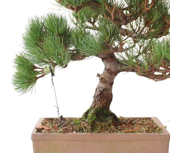 看我如何用电线来蟠扎盆景的12个步骤