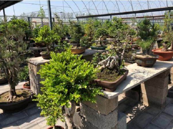 每晚直播盆景园3个小时 收入在2000元