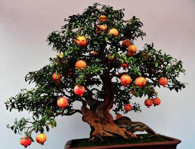 石榴盆景特色小镇成功申报入选省级特色小镇