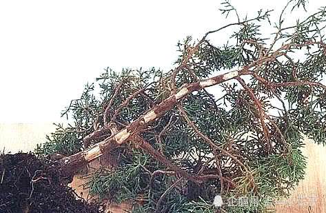 图解 丛林式盆景怎么生根制作的方法