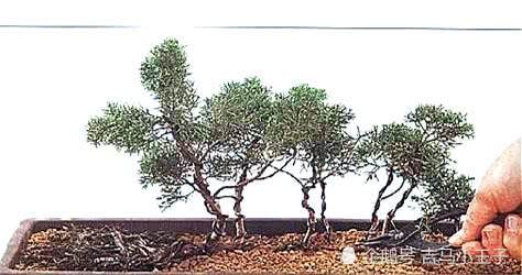 图解 丛林式盆景怎么生根制作的方法