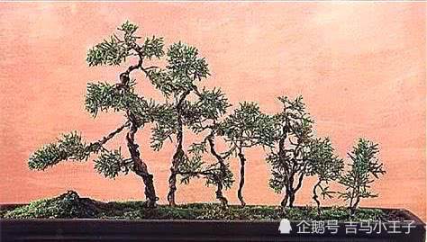 图解 丛林式盆景怎么生根制作的方法