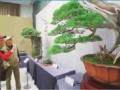 2018首届全国盆景大师作品展在上海植物园举行