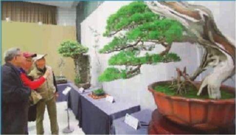 2018首届全国盆景大师作品展览日前在上海植物园举行
