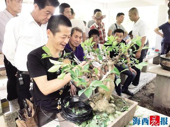 盆景技师用铝线缠绕树枝定型