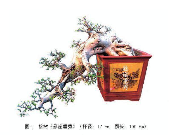 岭南盆景怎么根部取景的3个方法