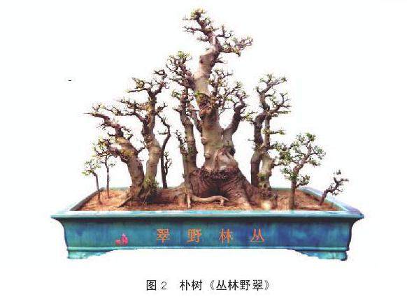 岭南盆景怎么根部取景的3个方法