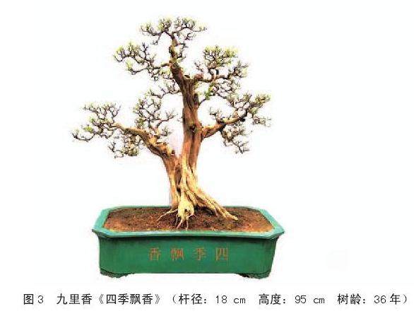 岭南盆景怎么根部取景的3个方法