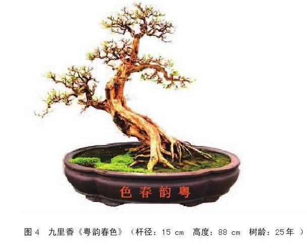 岭南盆景怎么根部取景的3个方法