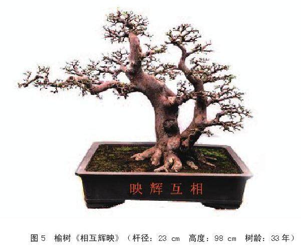 岭南盆景怎么根部取景的3个方法