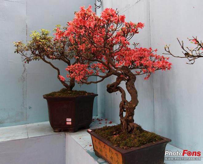 江西盆景的发展与地方特色