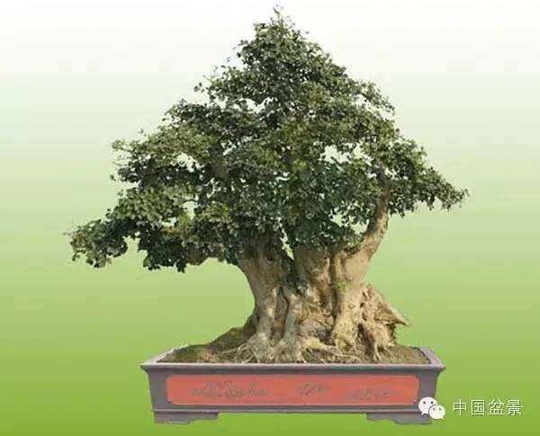 江西盆景的发展与地方特色