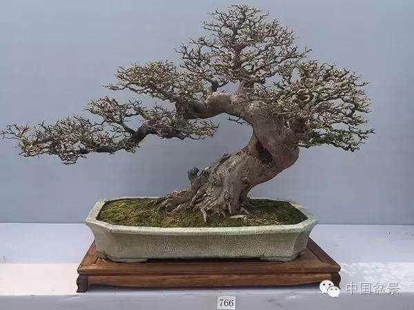 江西盆景体现了赣文化的审美意识