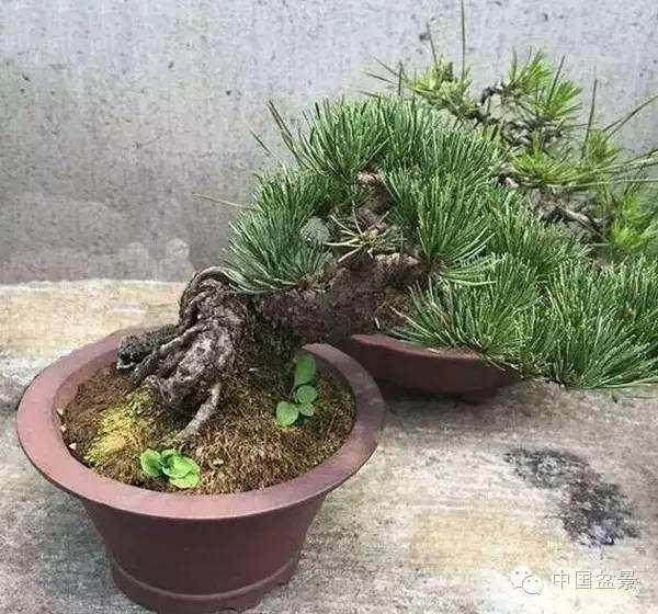 对江西盆景艺术发展的思考