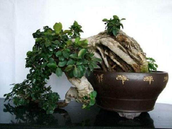 盆景落叶 -- 通过修剪叶子 诱导新叶生长