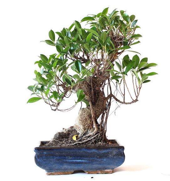 夏季榕树盆景落叶的修剪步骤