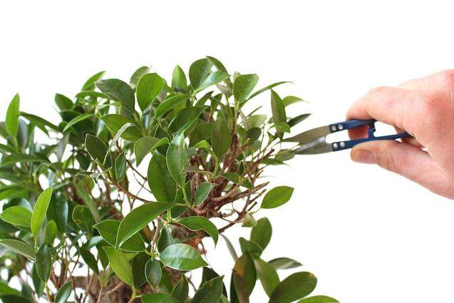 夏季榕树盆景落叶的修剪步骤
