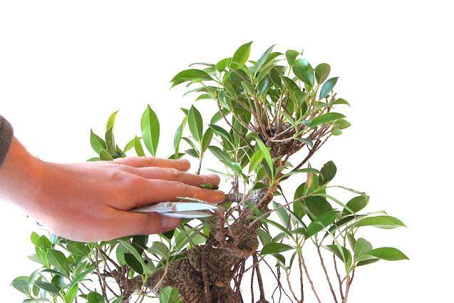 夏季榕树盆景落叶的修剪步骤