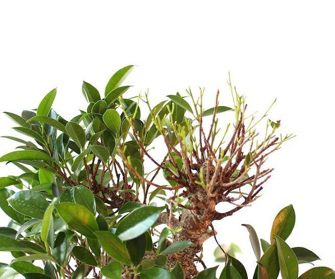 夏季榕树盆景落叶的修剪步骤