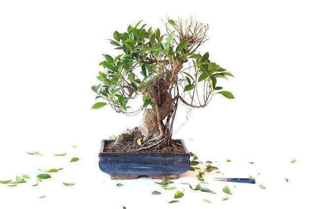 夏季榕树盆景落叶的修剪步骤