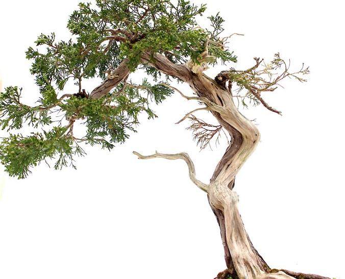 一步一步创建盆景的舍利干 图片