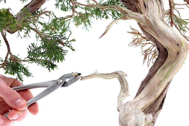 一步一步创建盆景的舍利干 图片