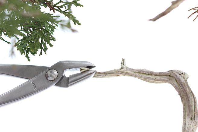 一步一步创建盆景的舍利干 图片