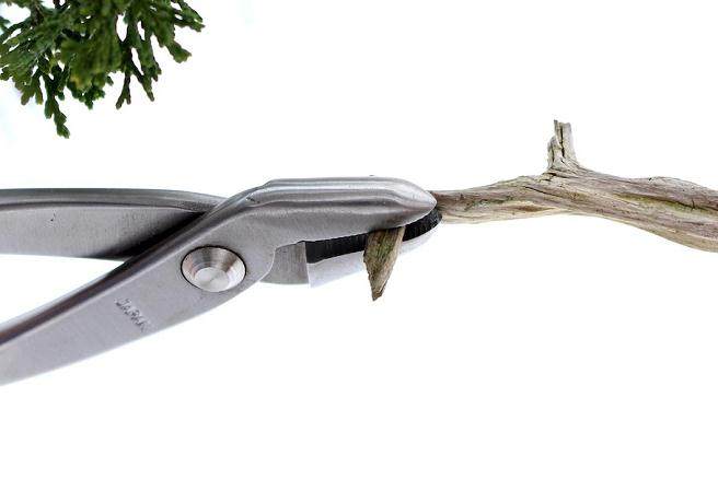 一步一步创建盆景的舍利干 图片