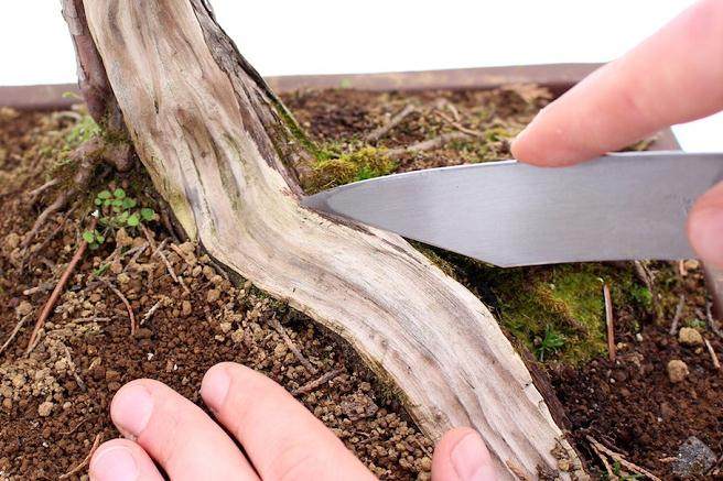 一步一步创建盆景的舍利干 图片