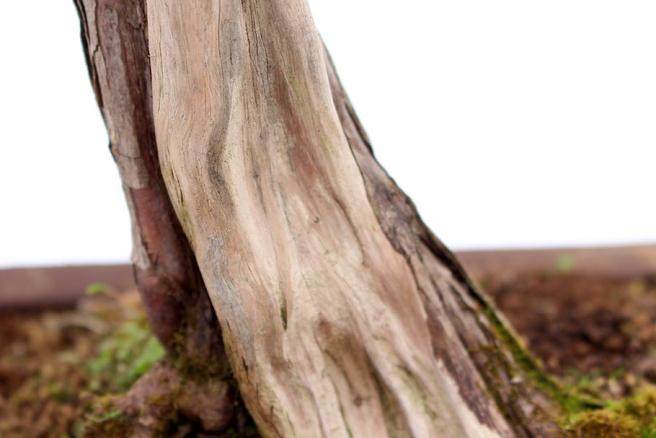 一步一步创建盆景的舍利干 图片