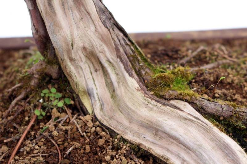 一步一步创建盆景的舍利干 图片