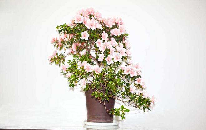 花草盆景小知识！