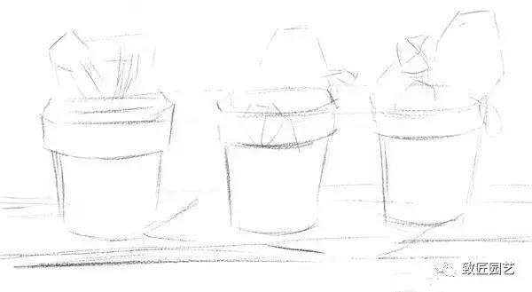 素描盆栽(盆景)的绘画教程