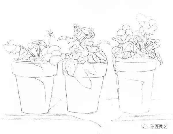 素描盆栽(盆景)的绘画教程