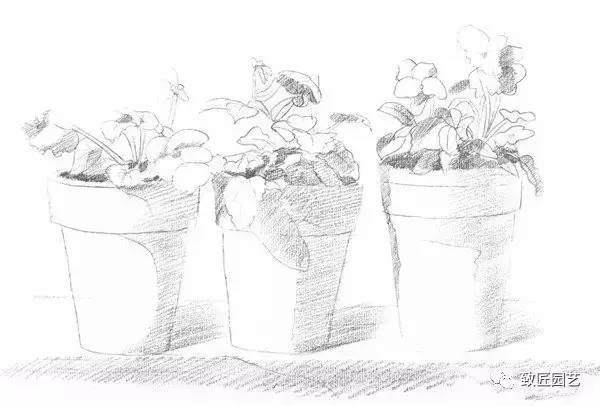 素描盆栽(盆景)的绘画教程