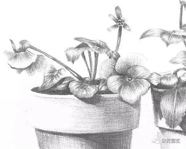 素描盆栽(盆景)的绘画教程
