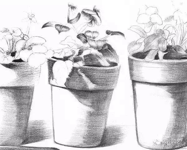 素描盆栽(盆景)的绘画教程