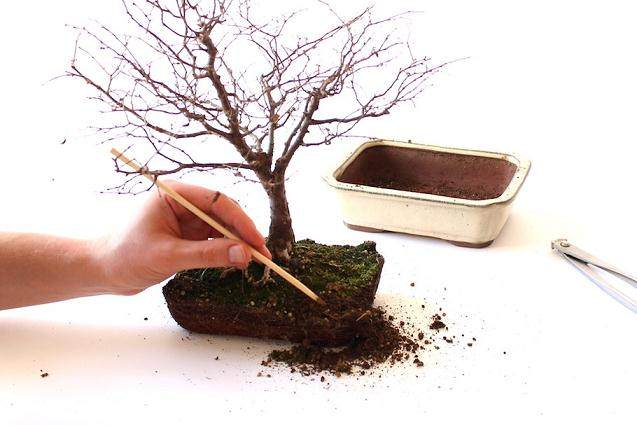 图解 一步一步创建一个好的盆景根部