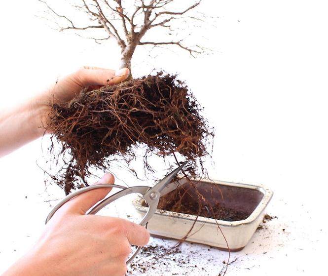 图解 一步一步创建一个好的盆景根部