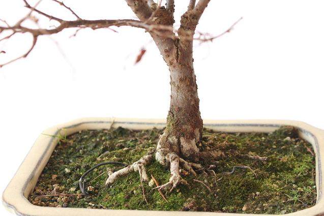 图解 一步一步创建一个好的盆景根部