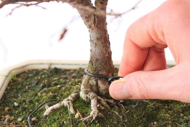 图解 一步一步创建一个好的盆景根部