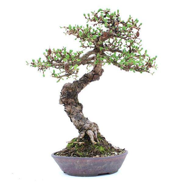 如何制作好一个好的盆景主干