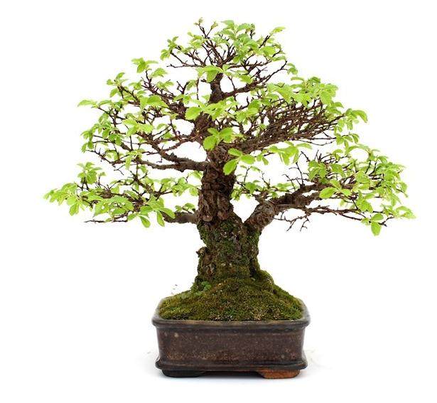 如何制作好一个好的盆景主干