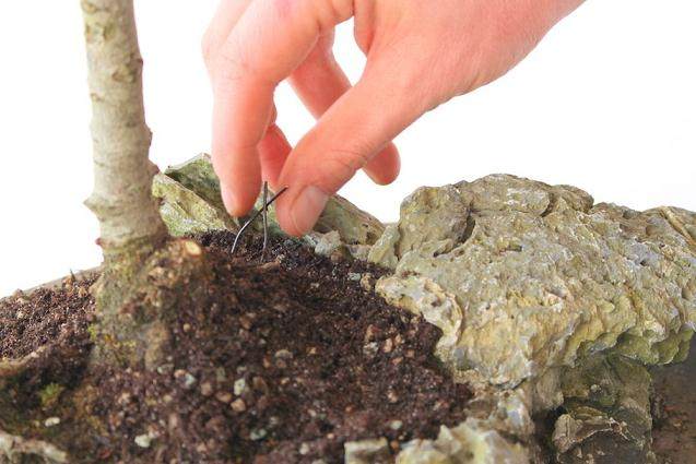 如何一步一步的来制作岩石盆景