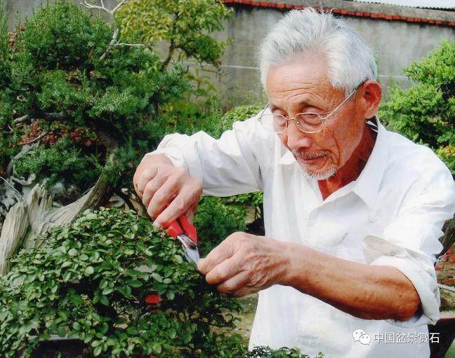 陶洁之自幼喜爱盆景艺术 继承徽派盆景艺术传统