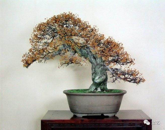 这8种情况下不要给盆景施肥